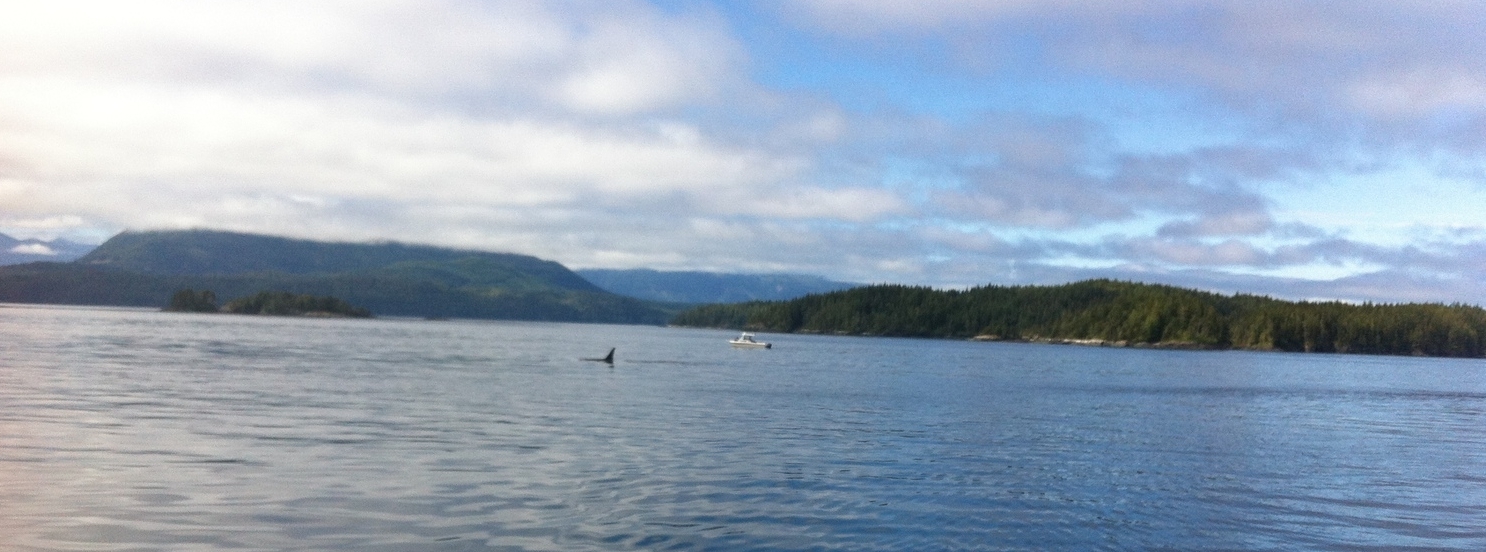 Whale watching in Port McNeil