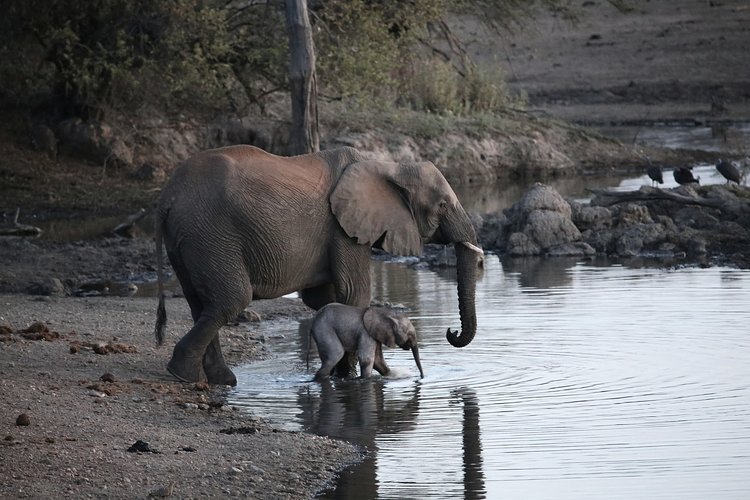 Kirsten+Brophy+Botswana.jpeg