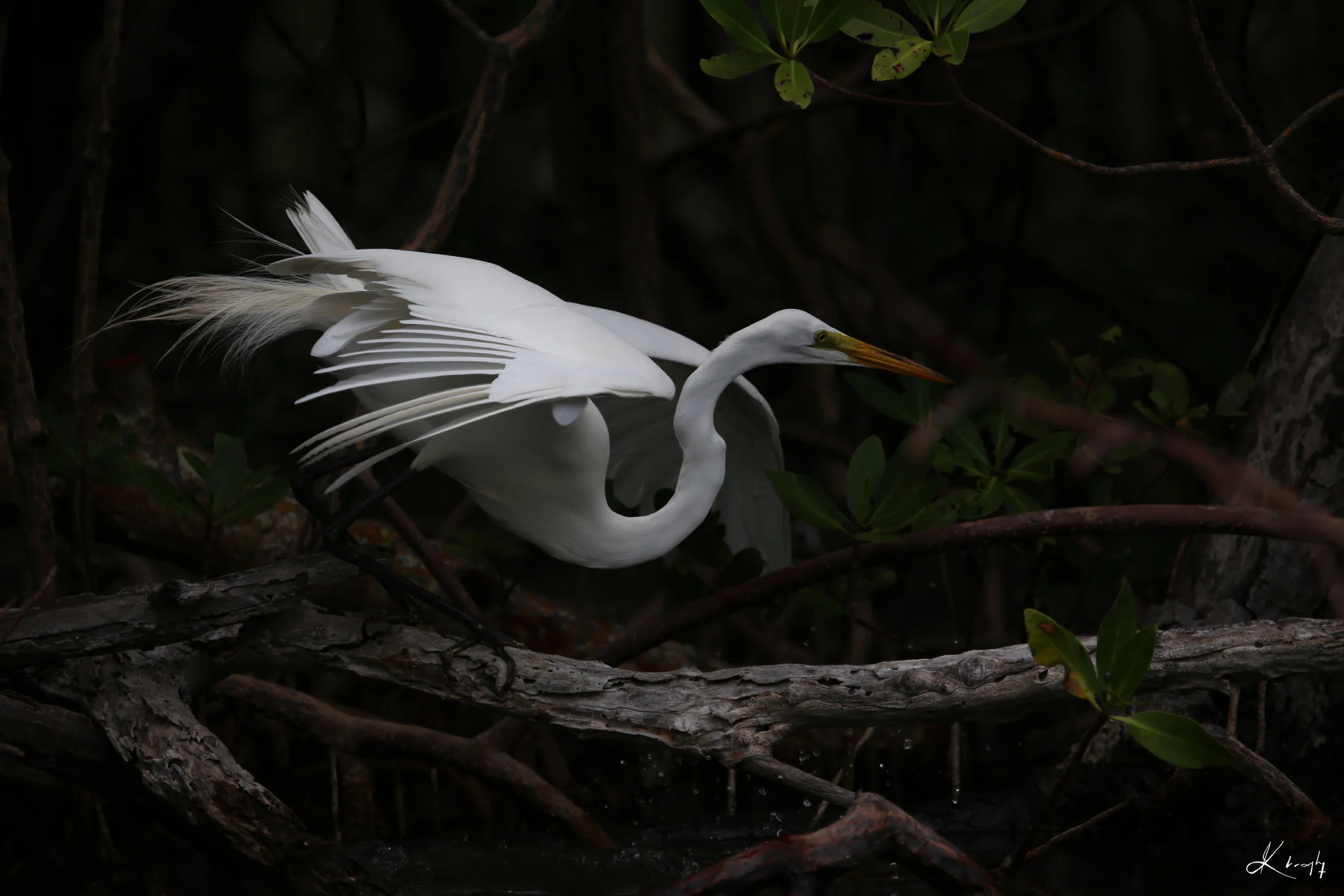 KB Egret-RE.jpg