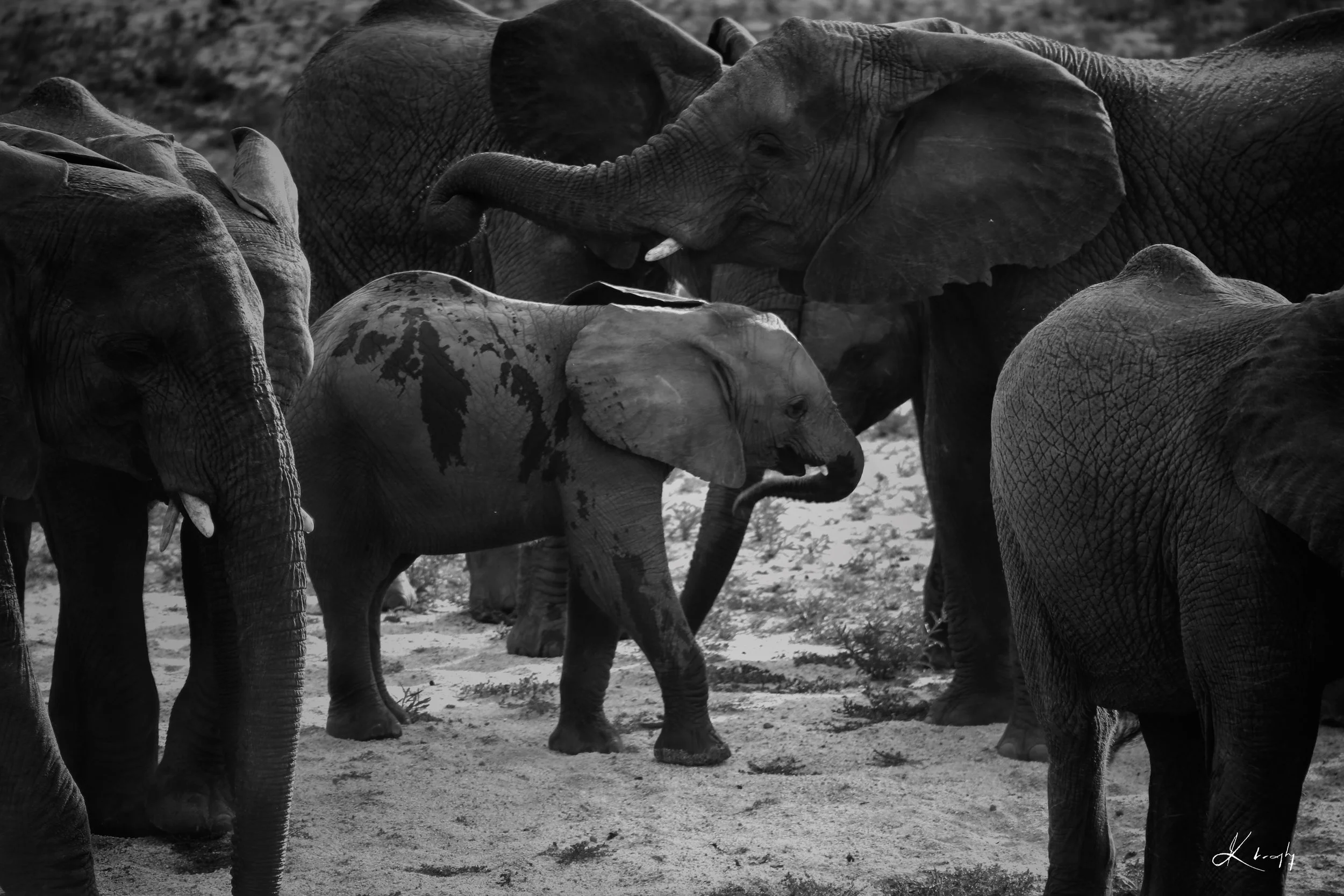 KB Elephant Monarch-RE.jpg