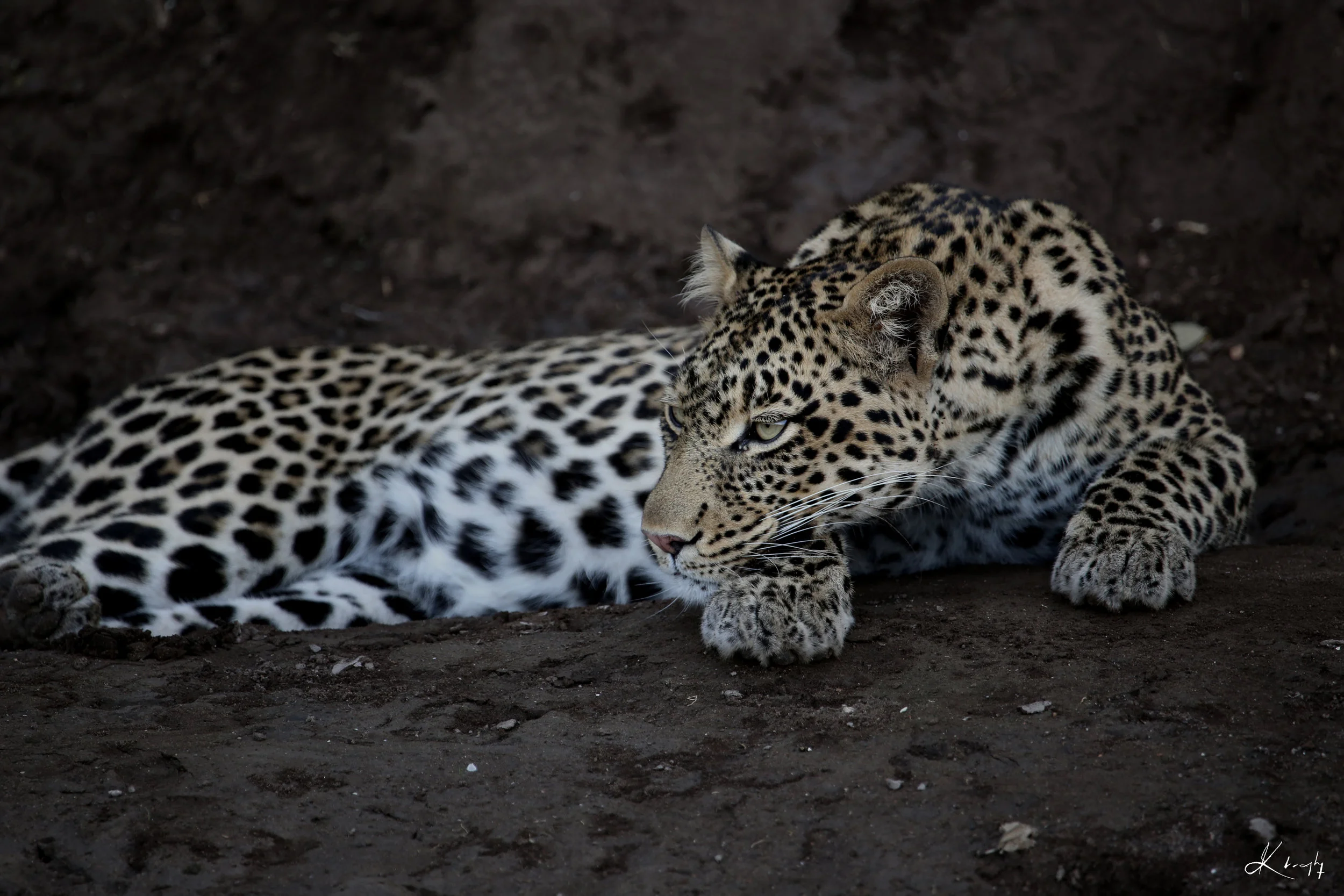 KB Leopard F2-RE.jpg