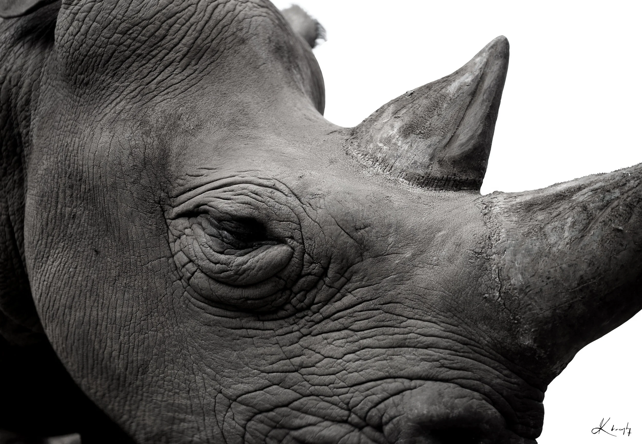 Rhino Face BW-RE.jpg
