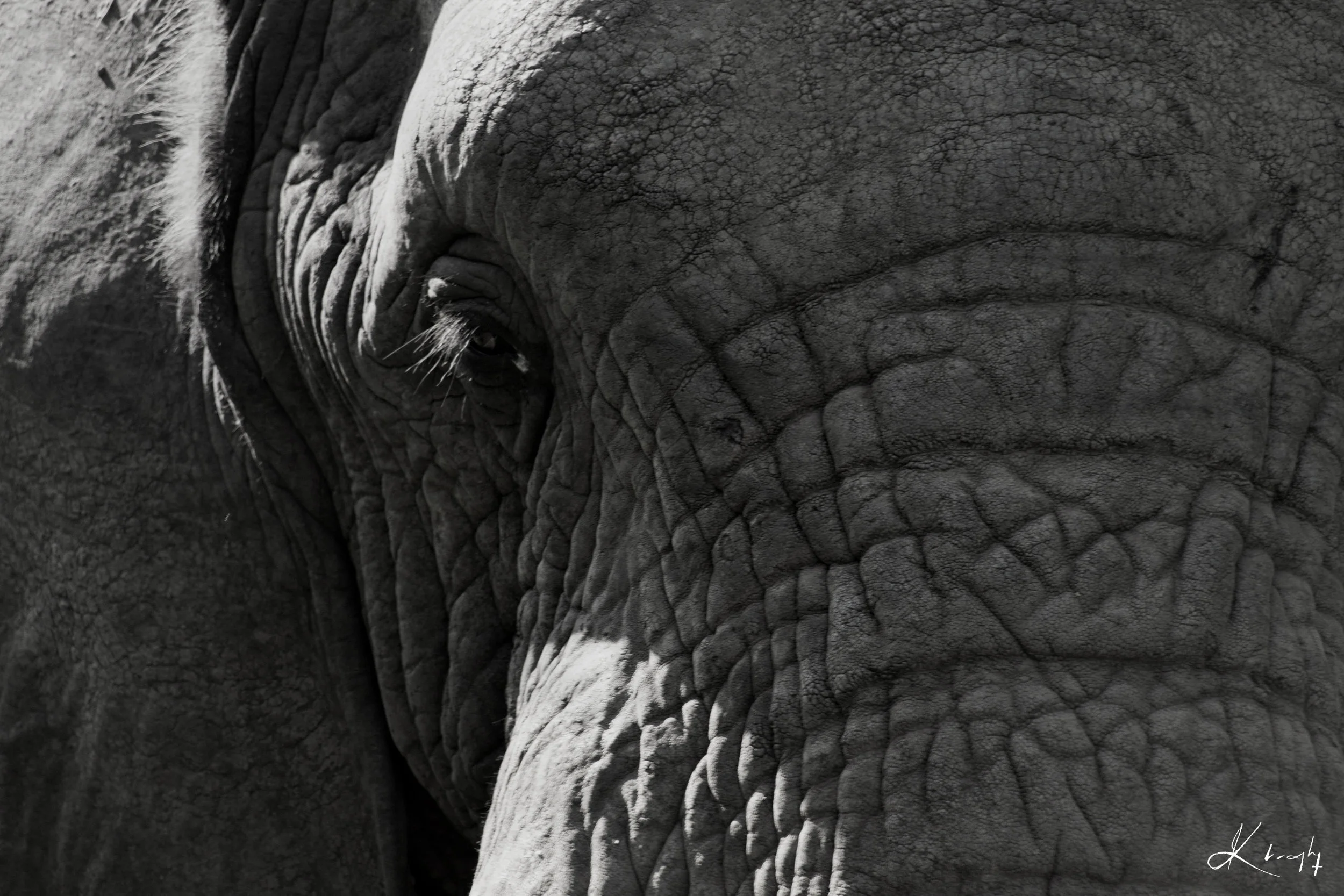 Website elephant eye-RE.jpg
