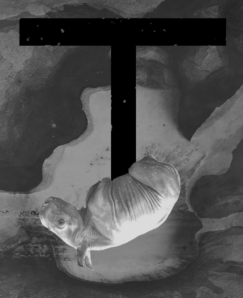 rhino fetus contrast0.jpg