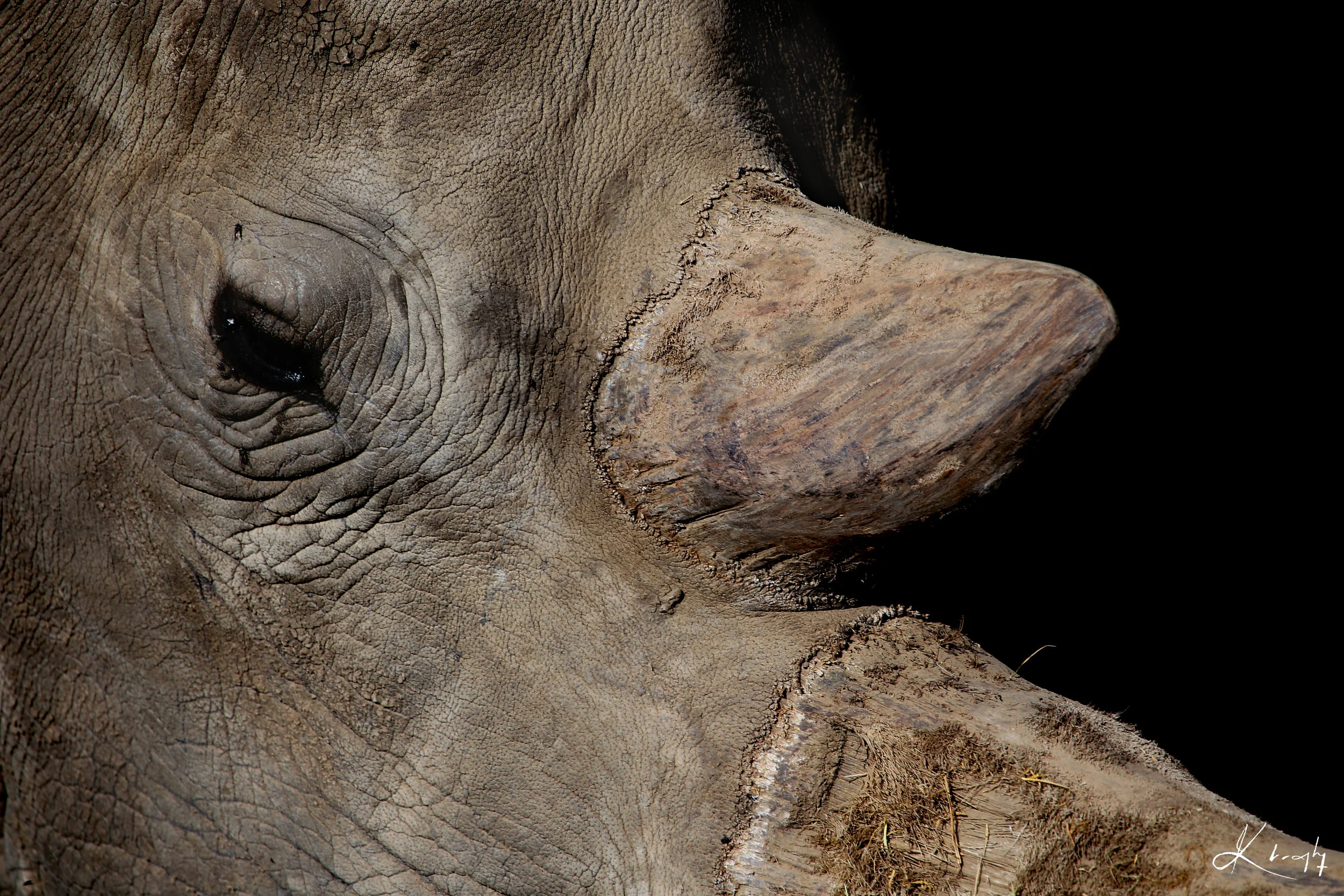 NW Rhino signed.jpg