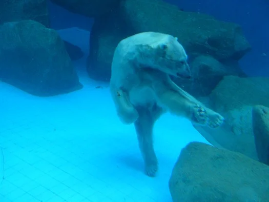 Approximation of Michael doing Combat Syncro at the Gym and Swim conditioning sessions