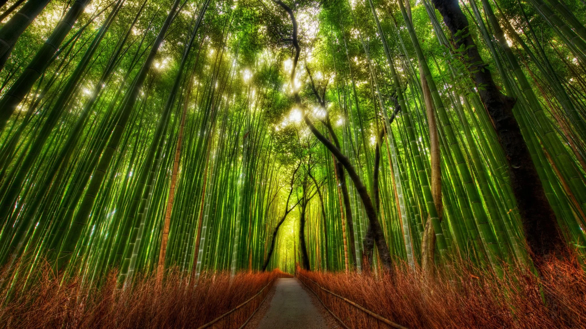 Arashiyama bamboo forest