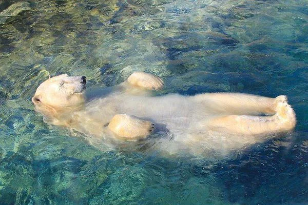 Artists impression of Michael attempting "The Dish" after too long out of the water ...