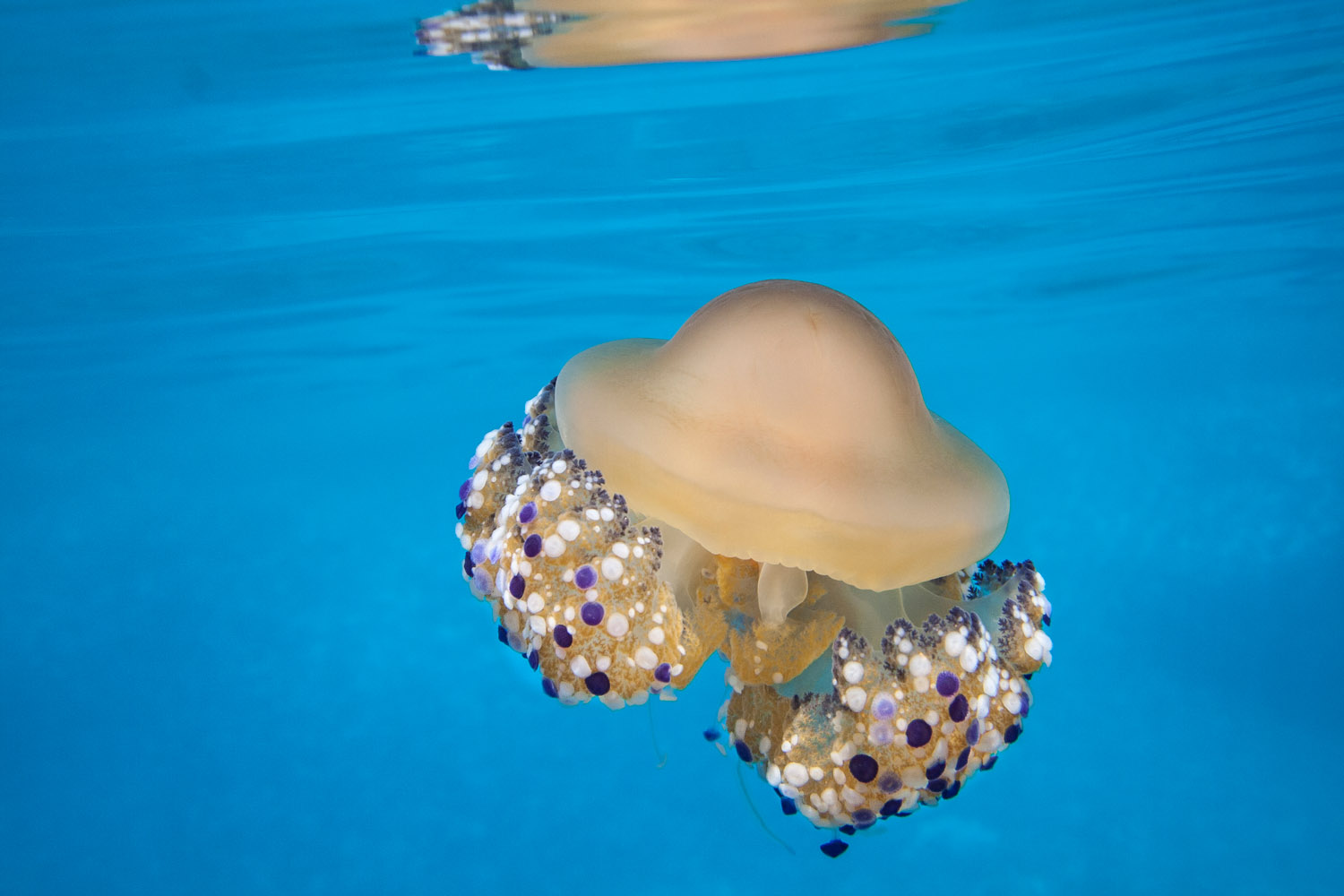 Jellyfish and her reflections.jpg