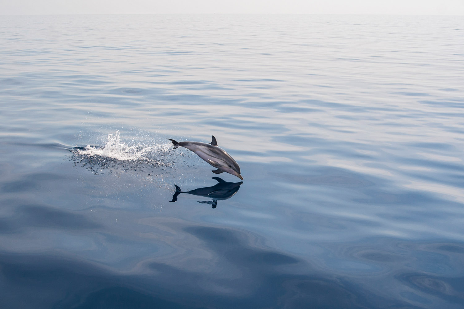 Dolphin and his reflection in calm water.jpg