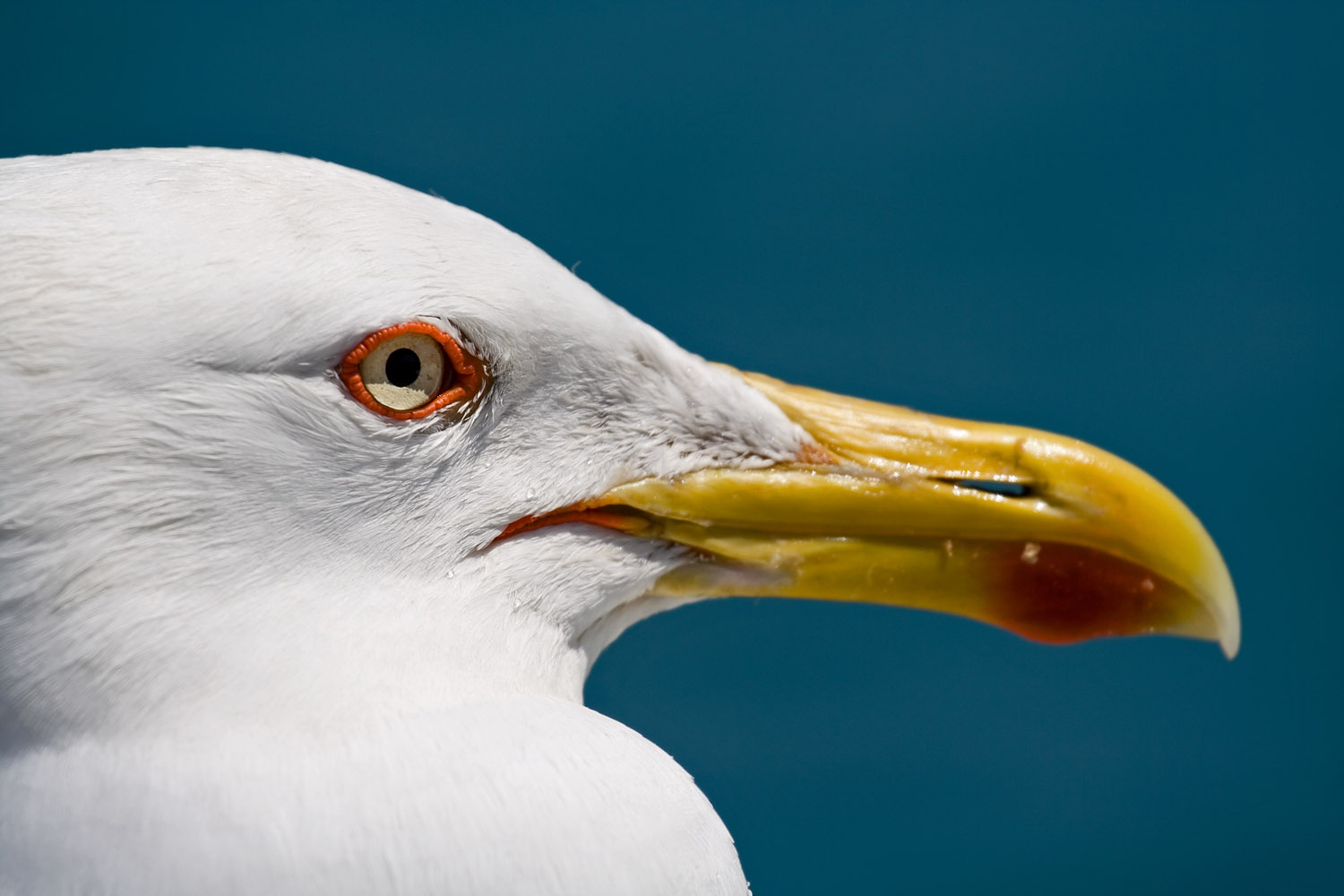 seagull's eye.jpg