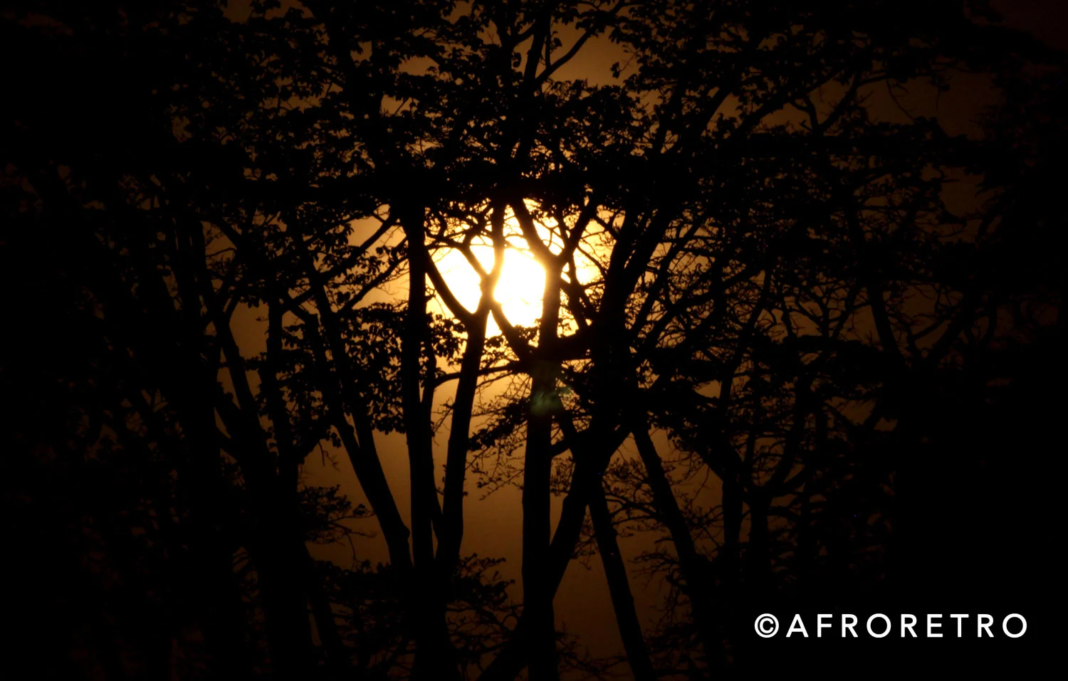 moonlight-copy.jpg