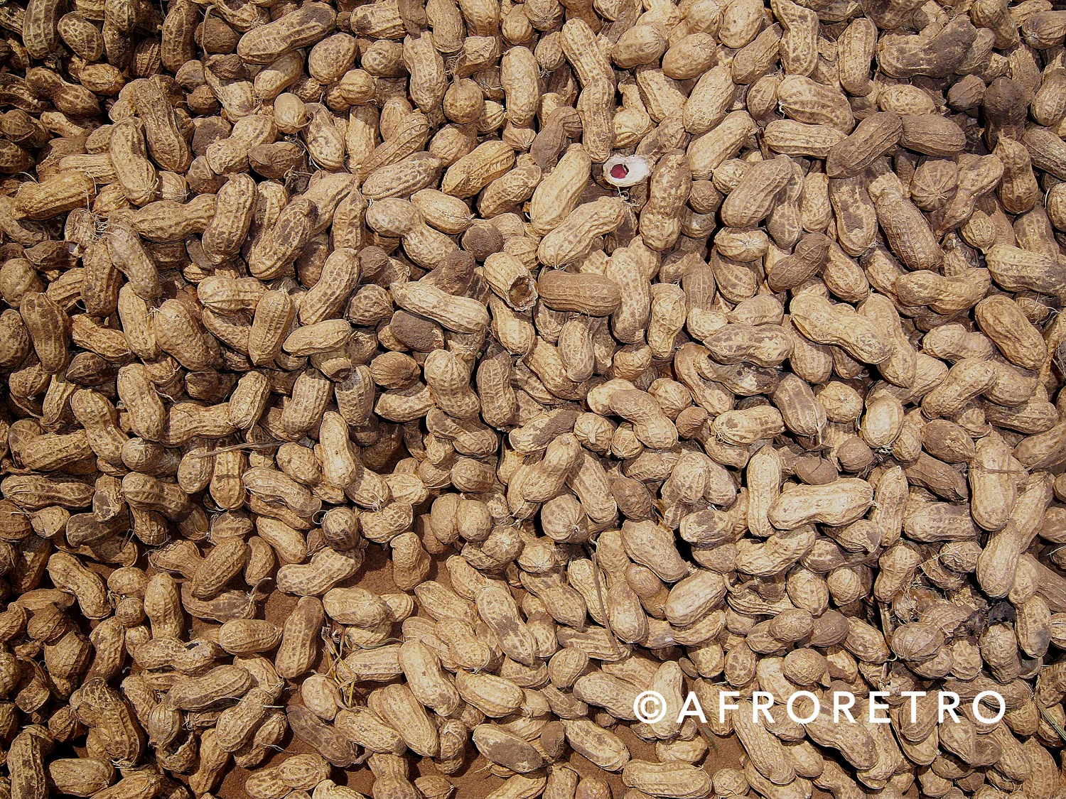 nuts-copy.jpg
