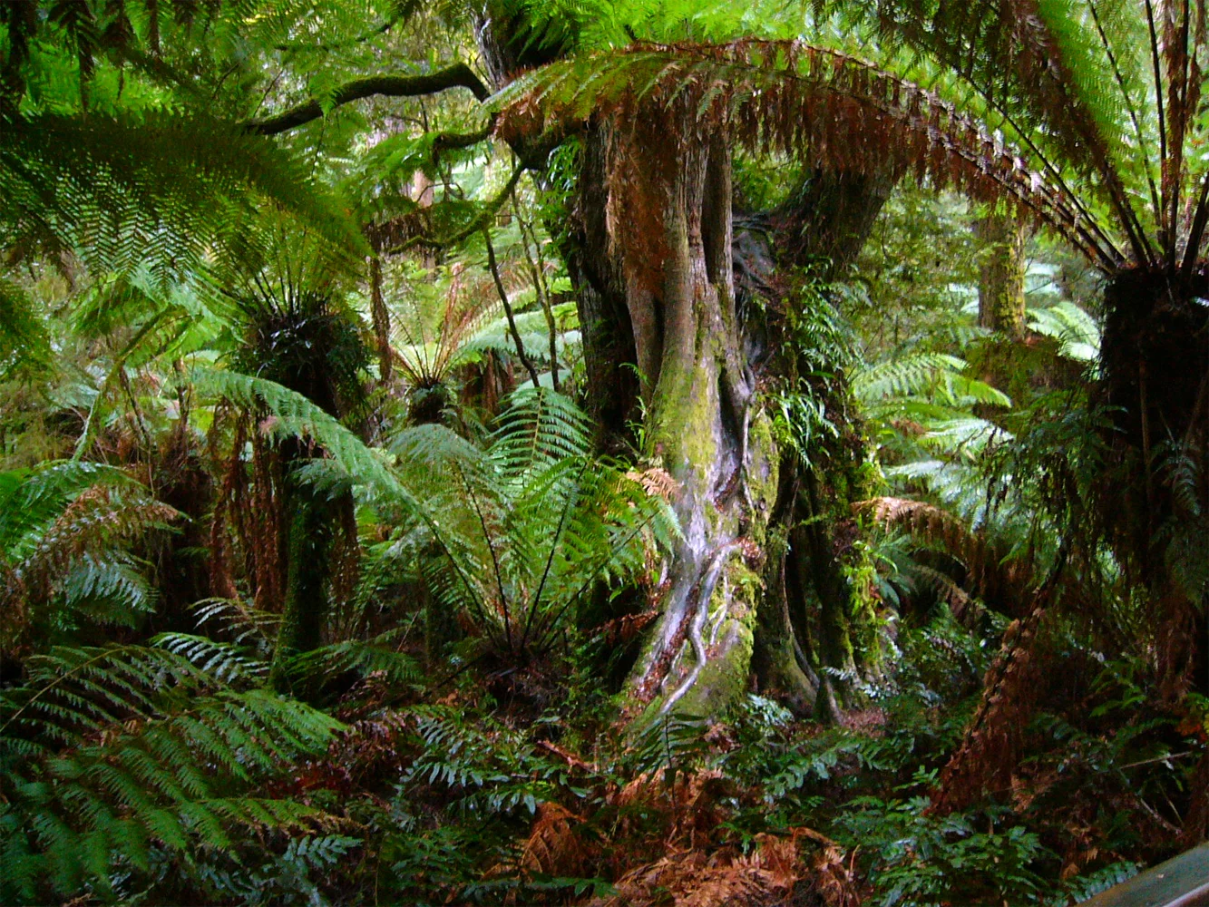 Tropical Rainforest Climate Geo41