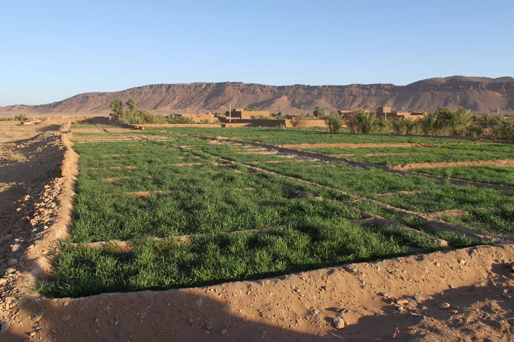 Agriculture in Hot, Arid Areas —