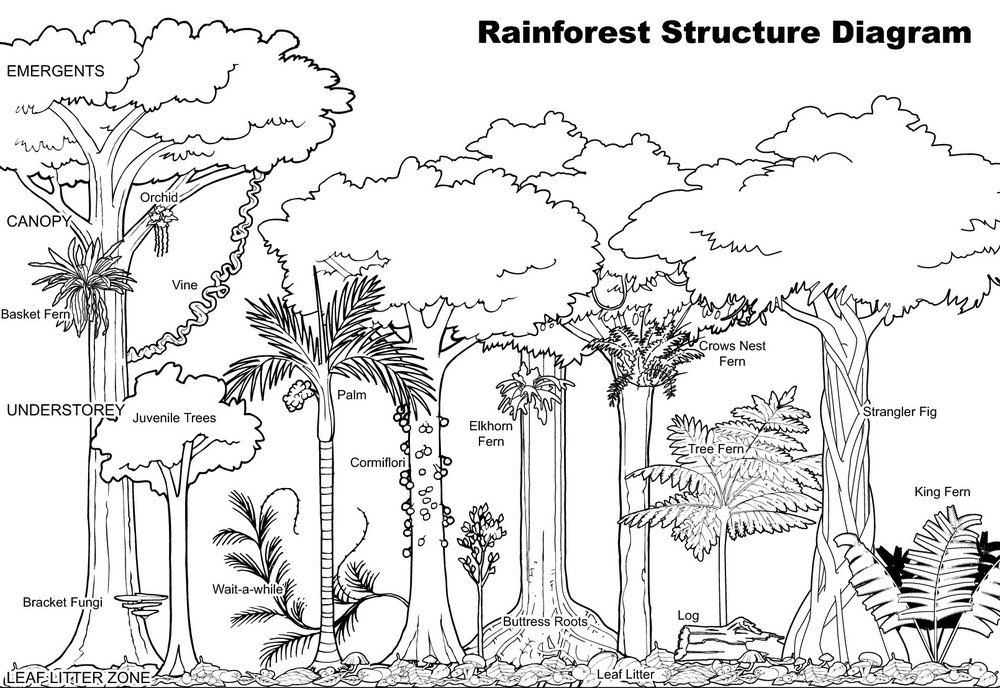 30++ Tropical rainforest climate characteristics