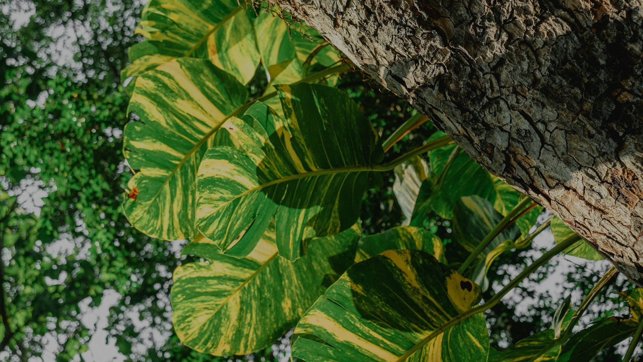 unsplash-image-n_Vp-bKErDo.jpg