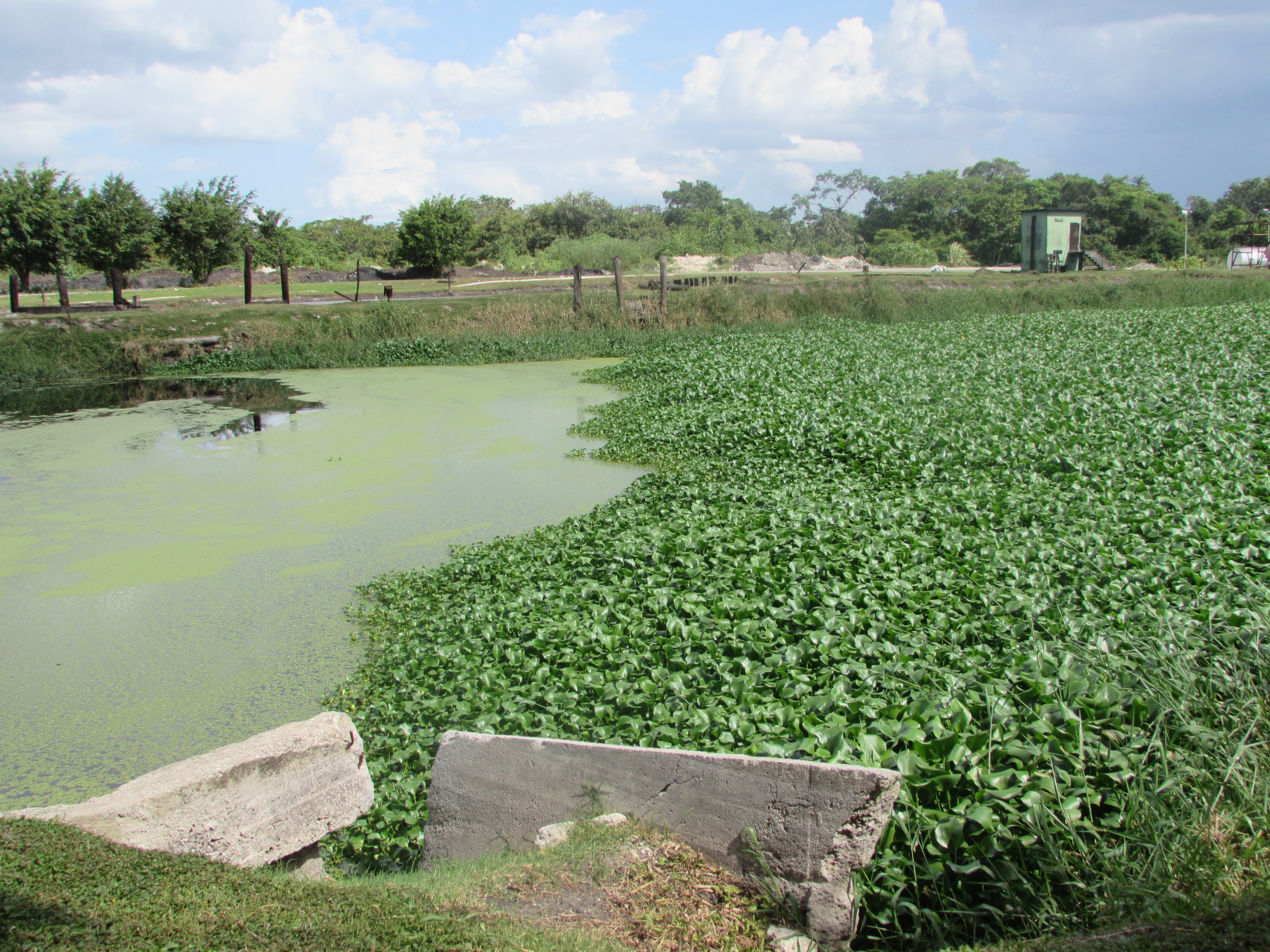  One of the Oxidation Ponds at the BSI Waste Water Treatment System 