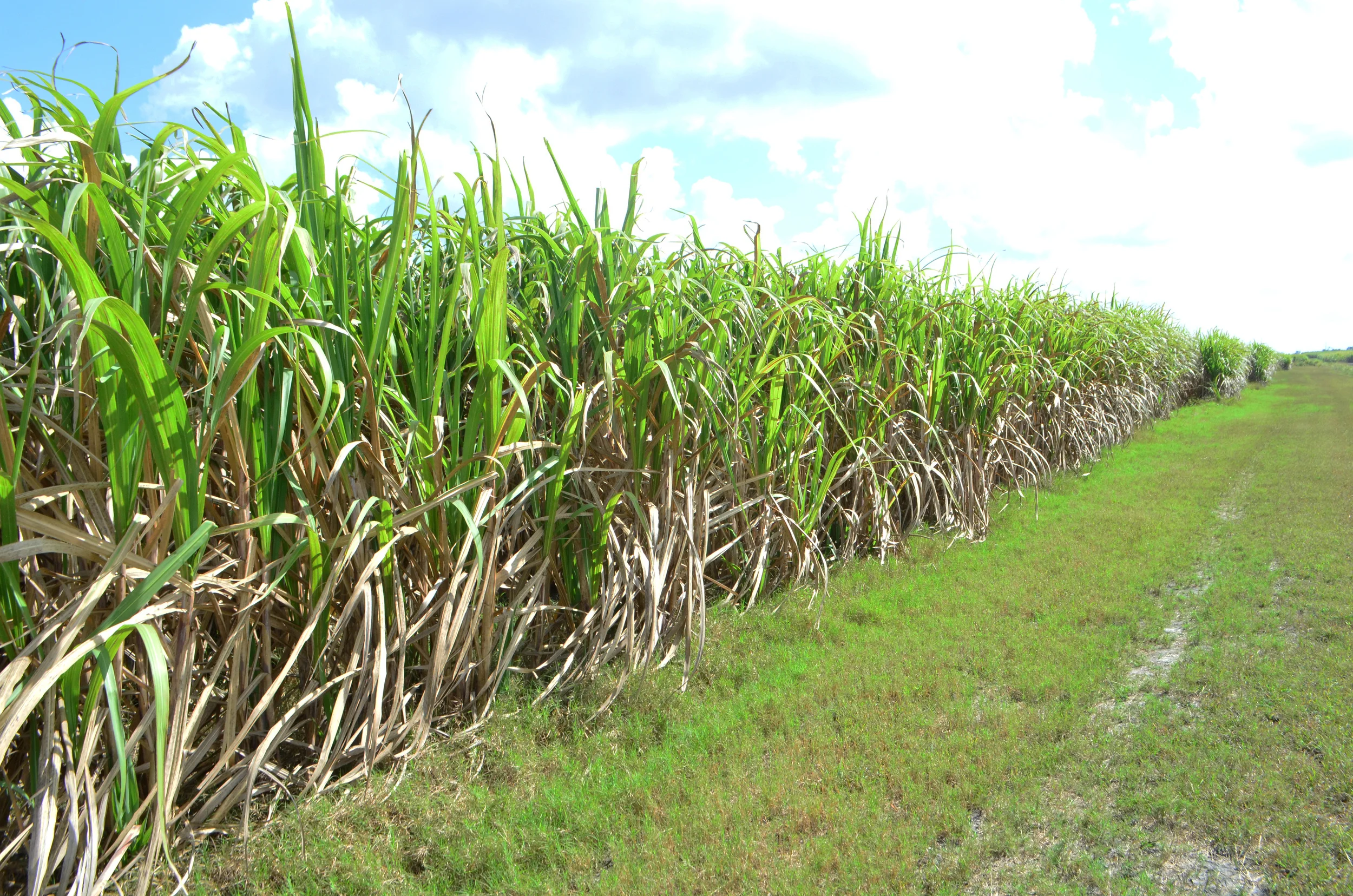 Improving Cane Productivity is an important item under the SDP