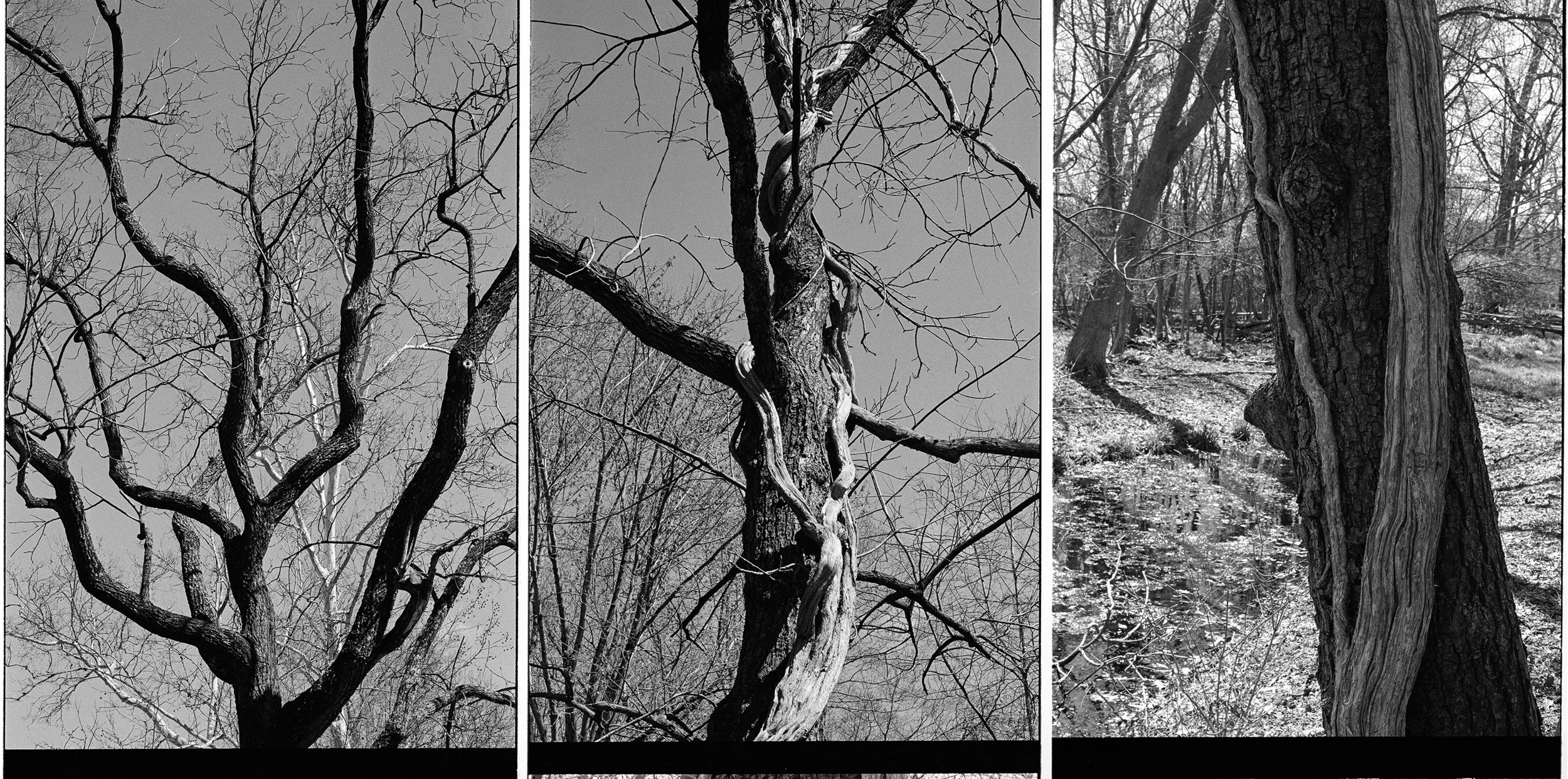 uasatree1_low2.jpg