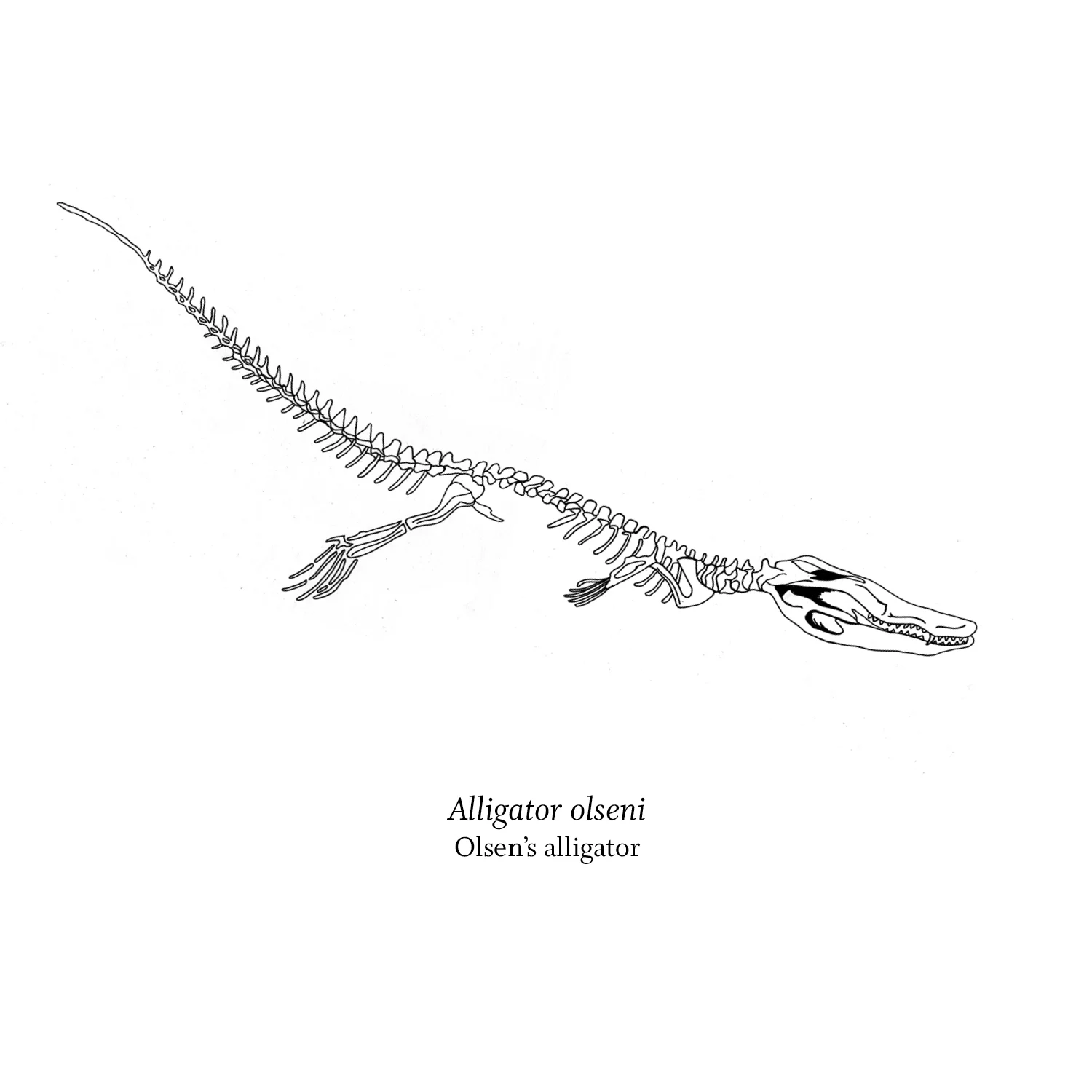 alligator_olseni.jpg