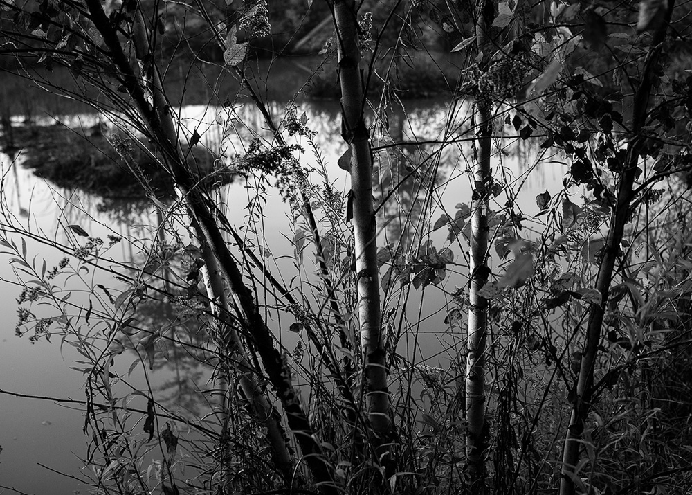 ©Eric McCollum