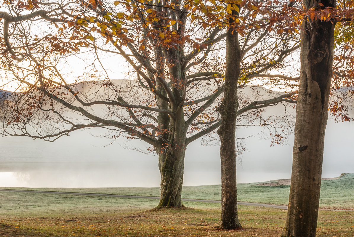 03-Trees in Morning Fog
