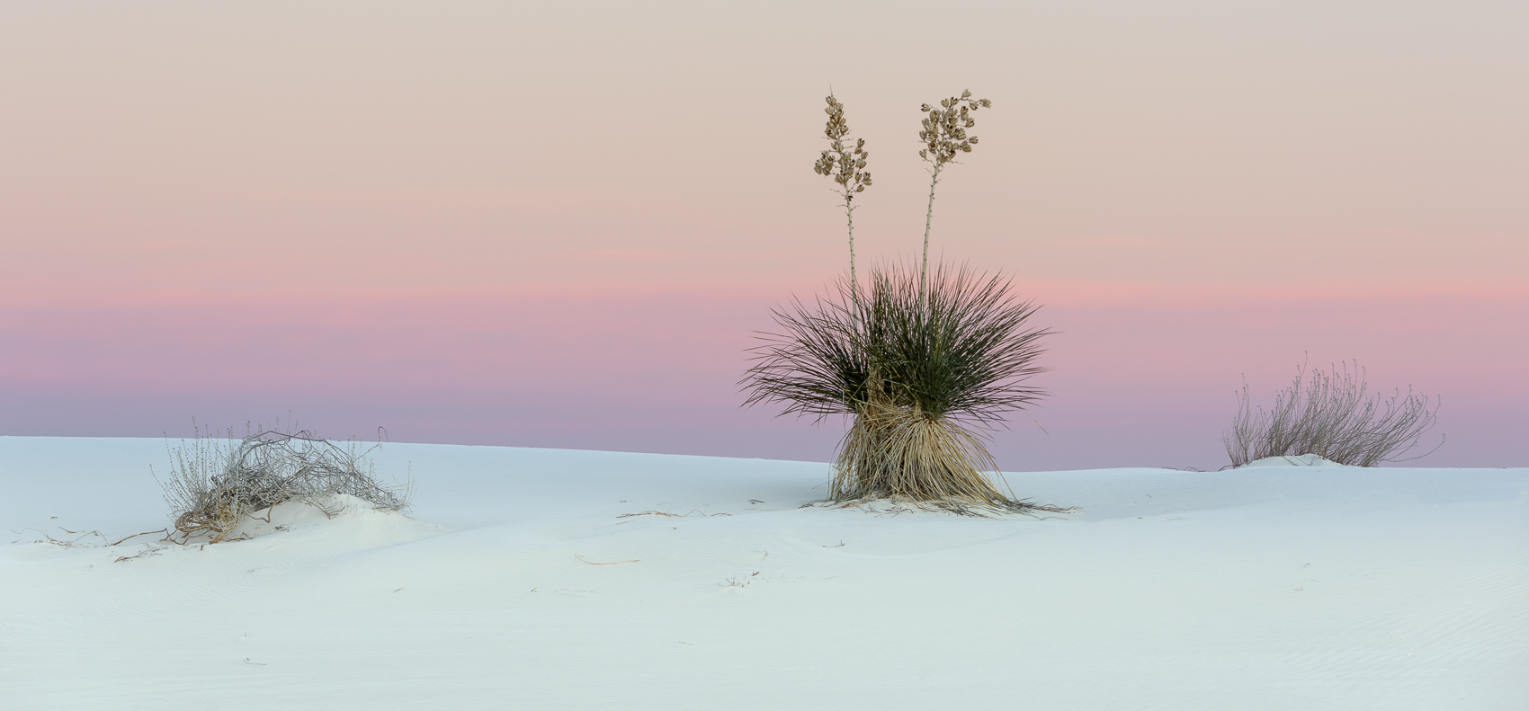 01-Yucca Sunrise.jpg