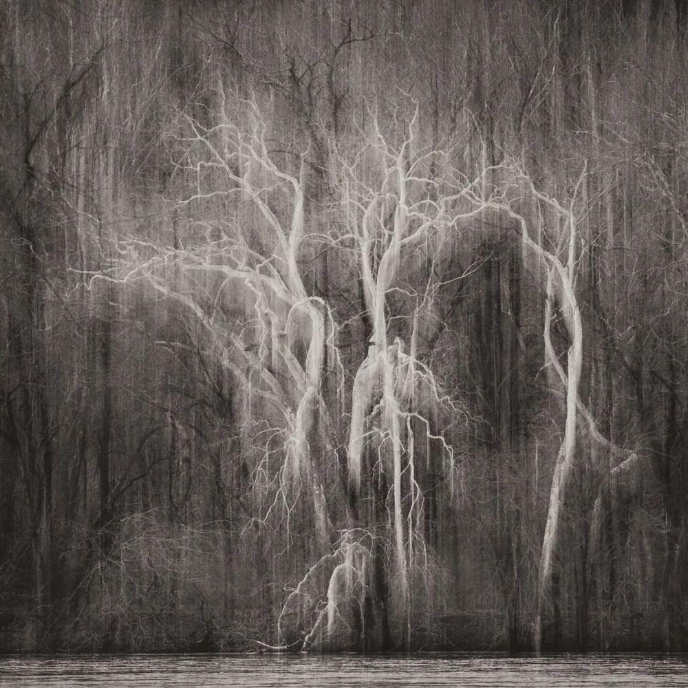 New Exhibit: Sarah Hood Salomon - "The Spirit of the Woodlands"