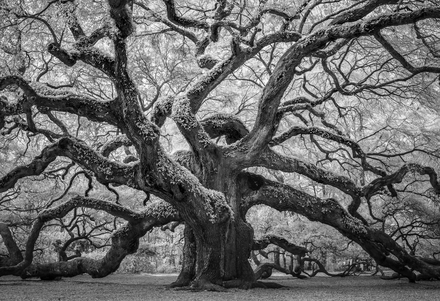 ©Alan Sislen