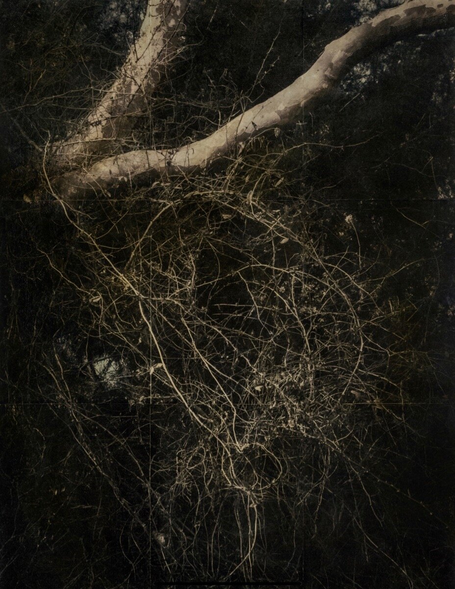 New Exhibit - Janet Matthews "TANGLED"