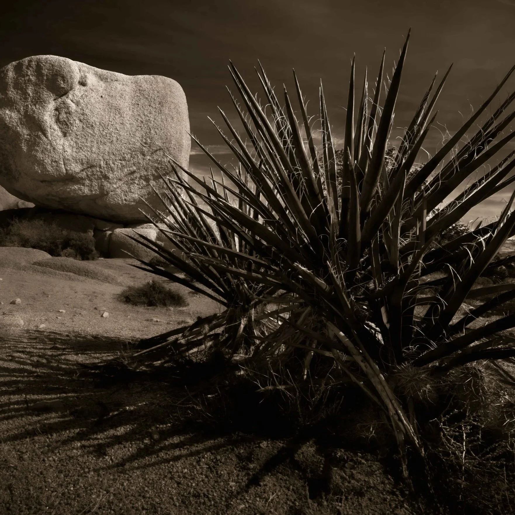 The Best in Local Photography Exhibits for 2025 by Louis Jacobson