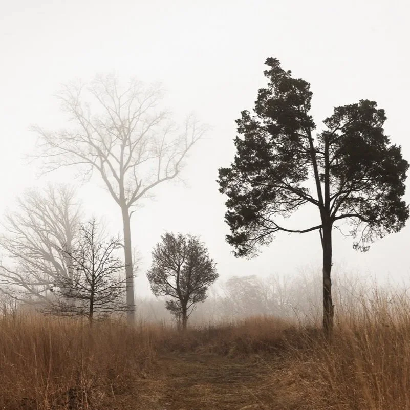 DisCerning Eye: Review of REVISITED, Stacy Smith Evans’s Solo Show, by Mark Jenkins