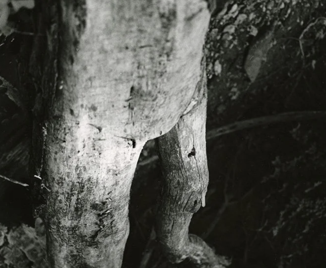 Introducing Guillermo Olaizola + Russell Barajas!