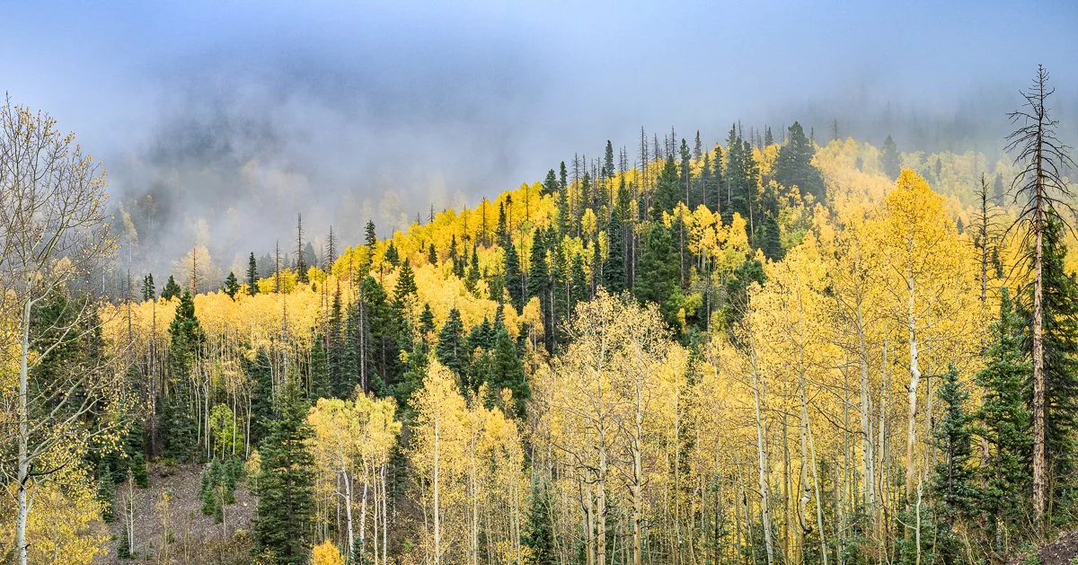AMAZING ASPENS,  A Photography Exhibit by Alan Sislen