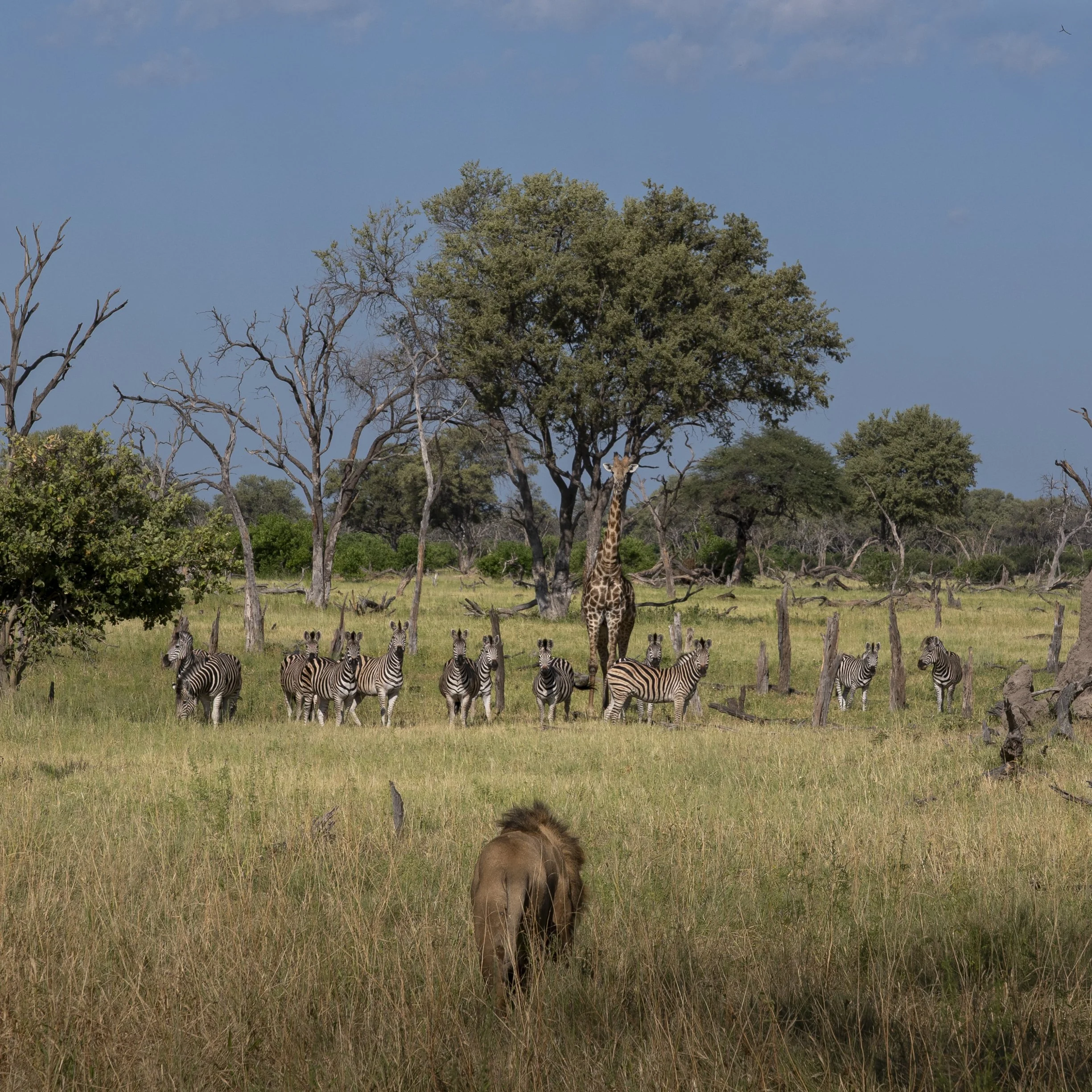 Pulley- Breakfast Buffet