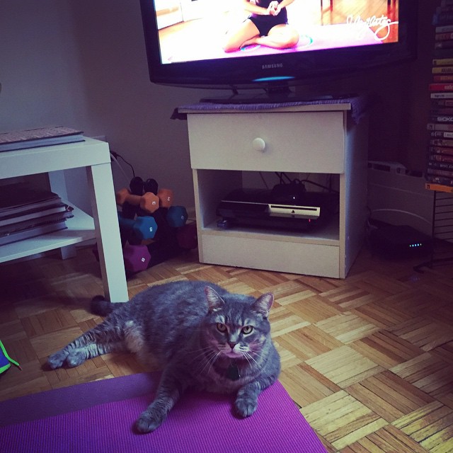 Me in my feline form. I don't even need to look at the TV to do these workouts. 