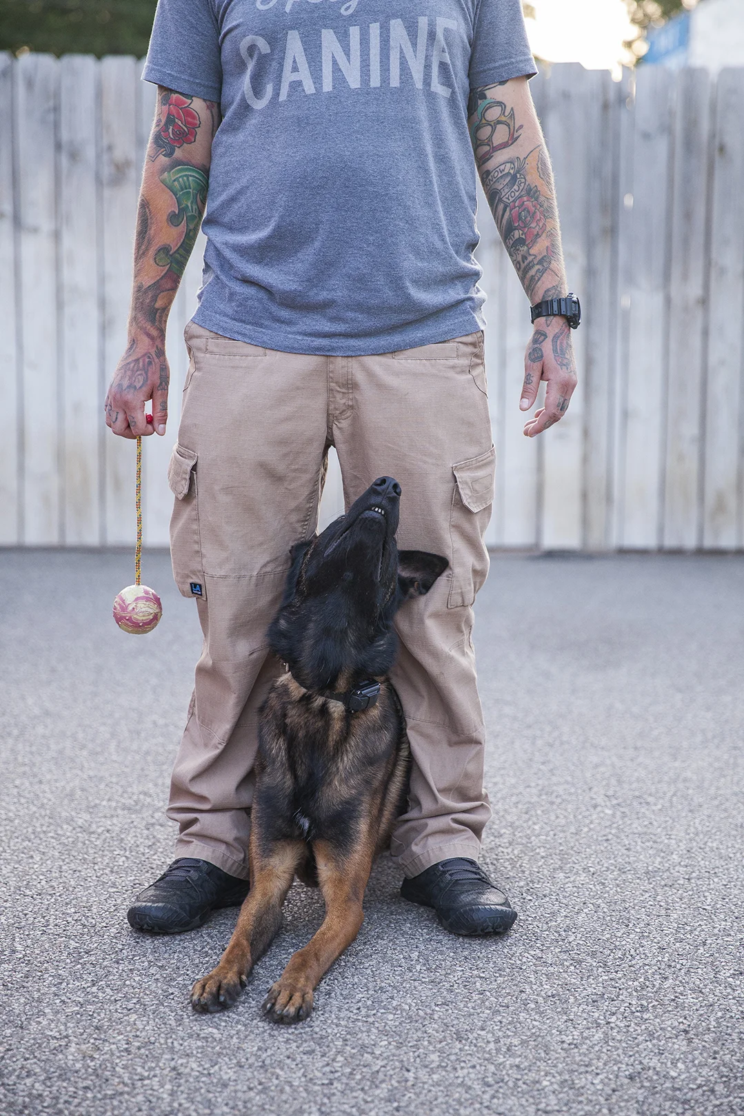 Height's Canine