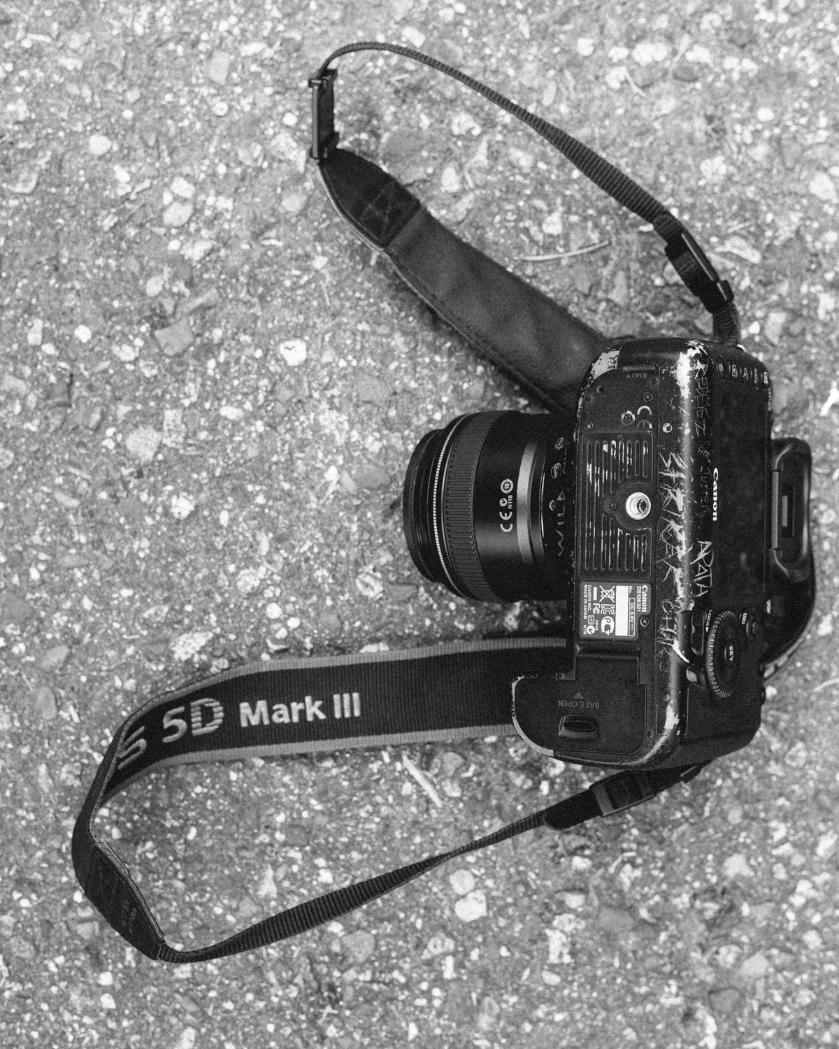 lamb camera-2.jpg