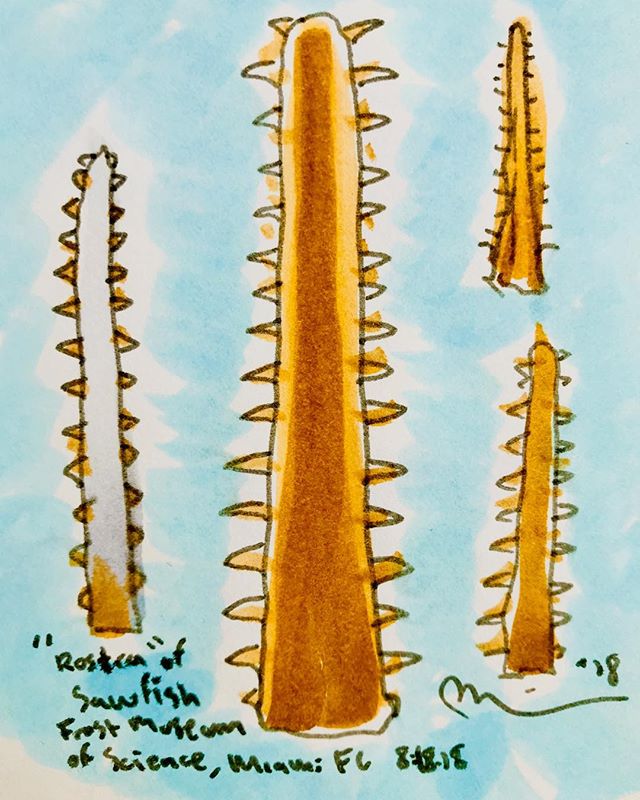 Endangered Sawfish