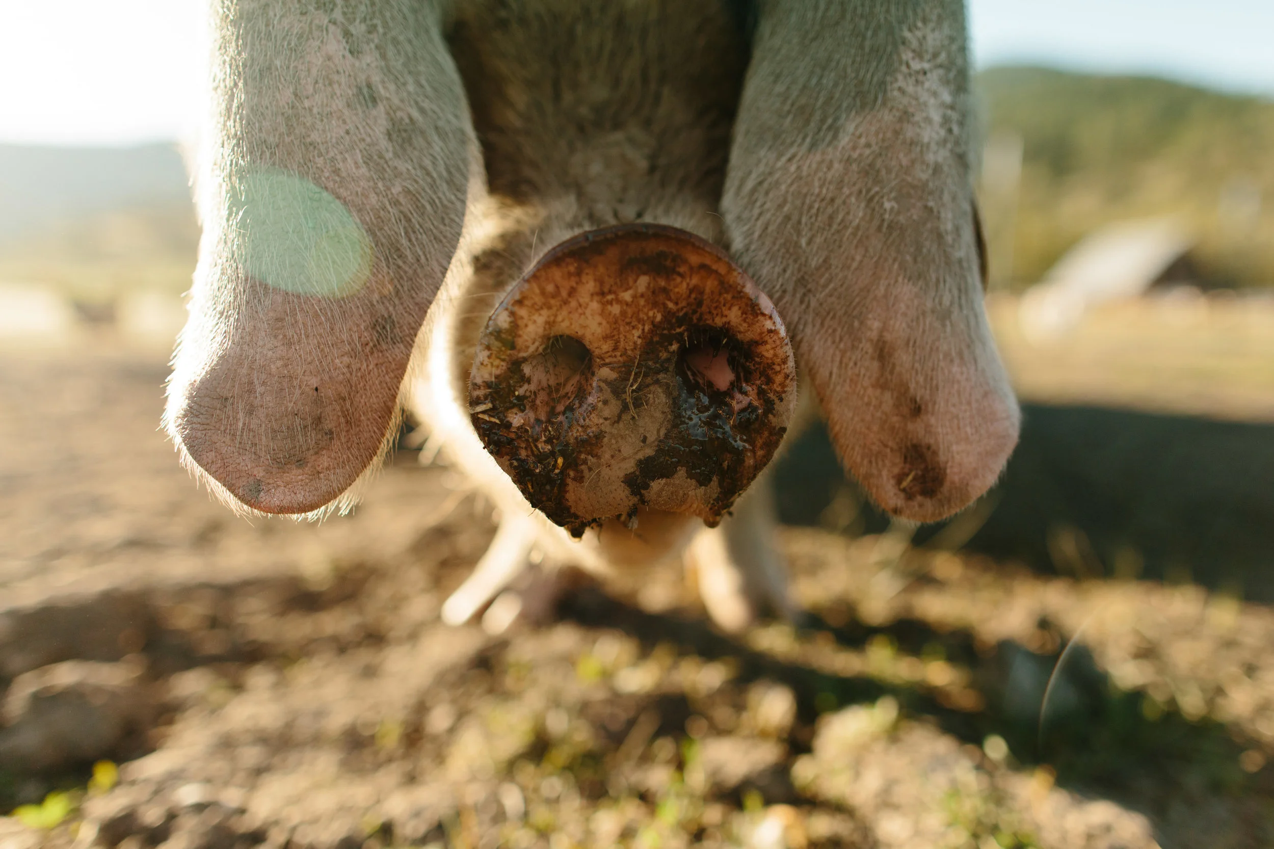 Five Marys Farm - edited images-0027.jpg
