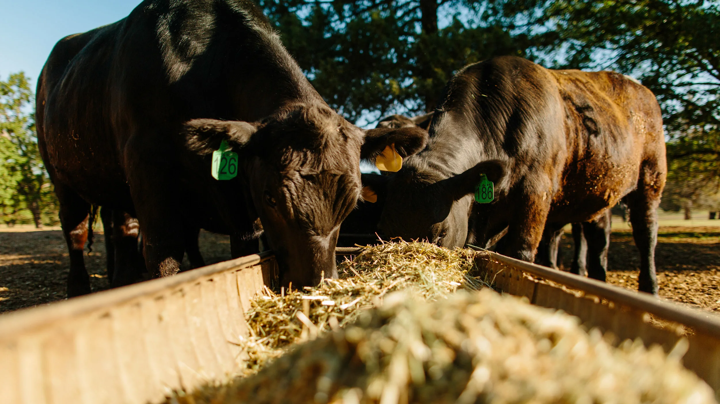 Five Marys Farm - edited images-0034.jpg
