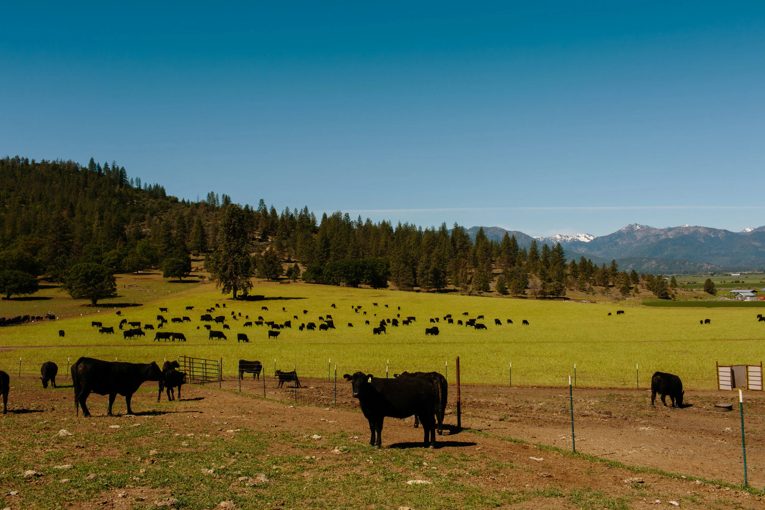 Five Marys Farm - edited images-0069.jpg