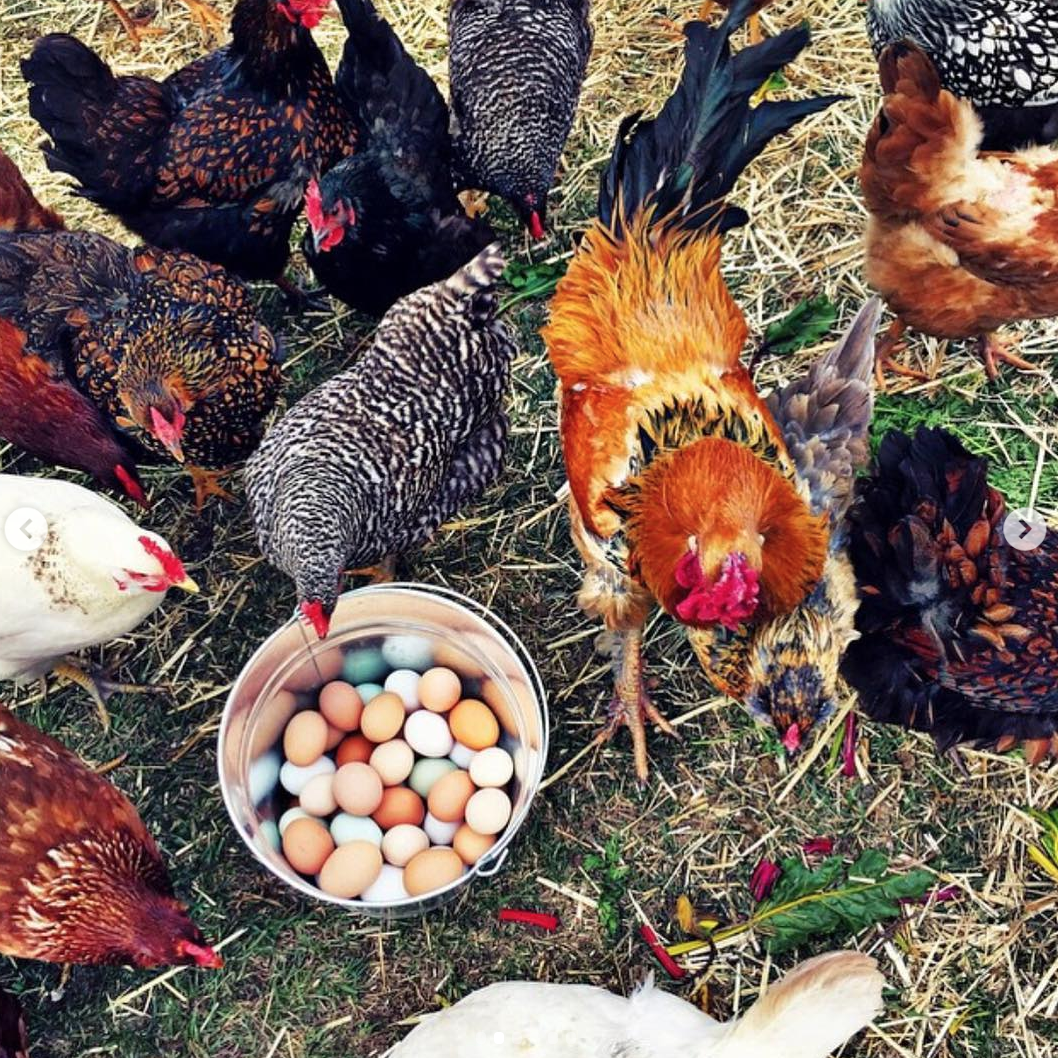 INTERESTING FACTS ABOUT CHICKENS & FREE-RANGE EGGS! — FIVE MARYS FARMS