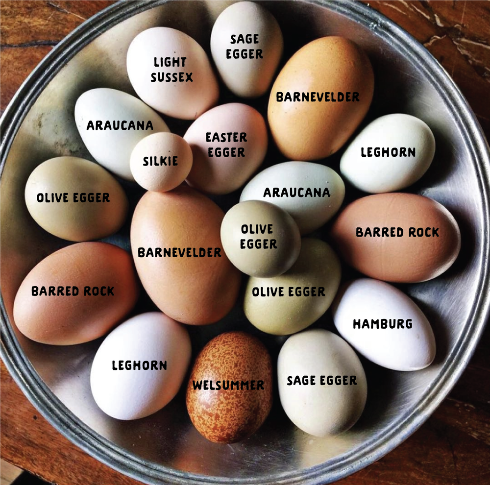 All About Eggs — FIVE MARYS FARMS