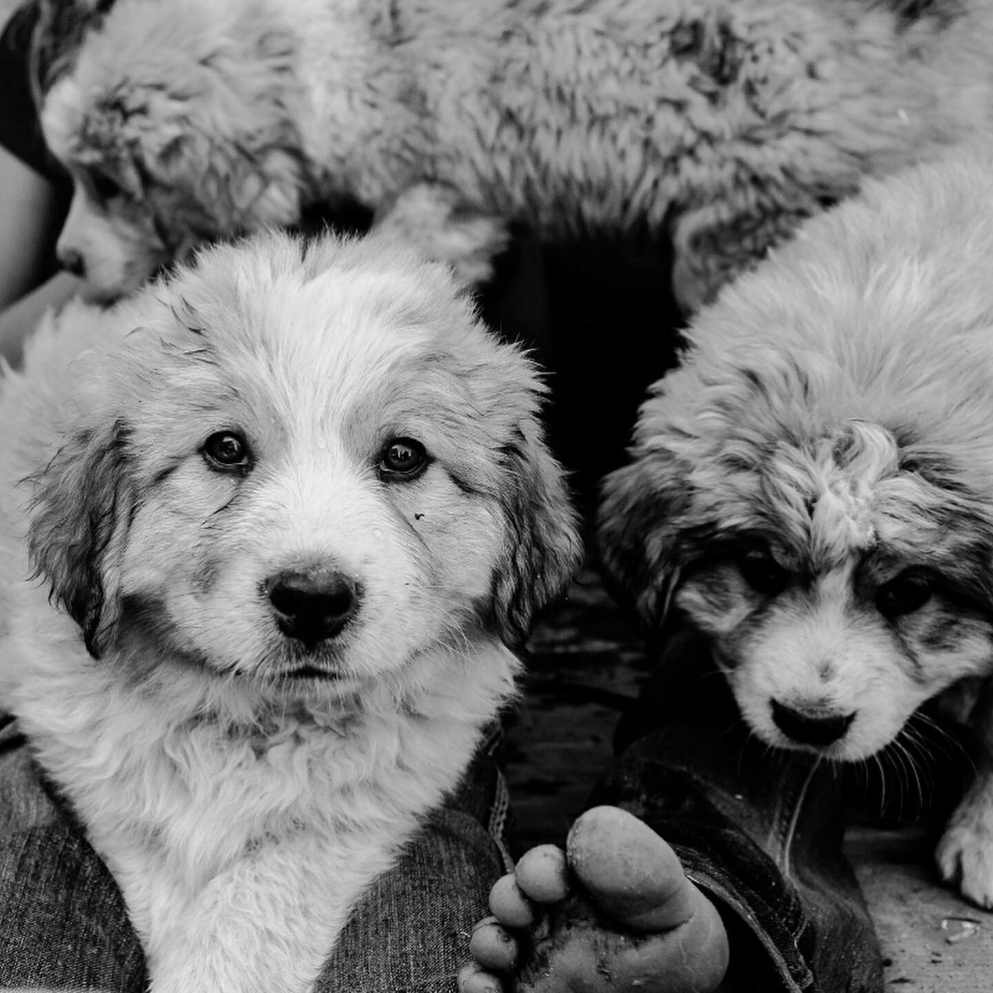 We are missing these little fluff balls running around the ranch causing mischief - but thankful we still have one to watch grow up! And the other seven all went to great homes or farms locally or in the family so we can keep up with all of them.

Bi