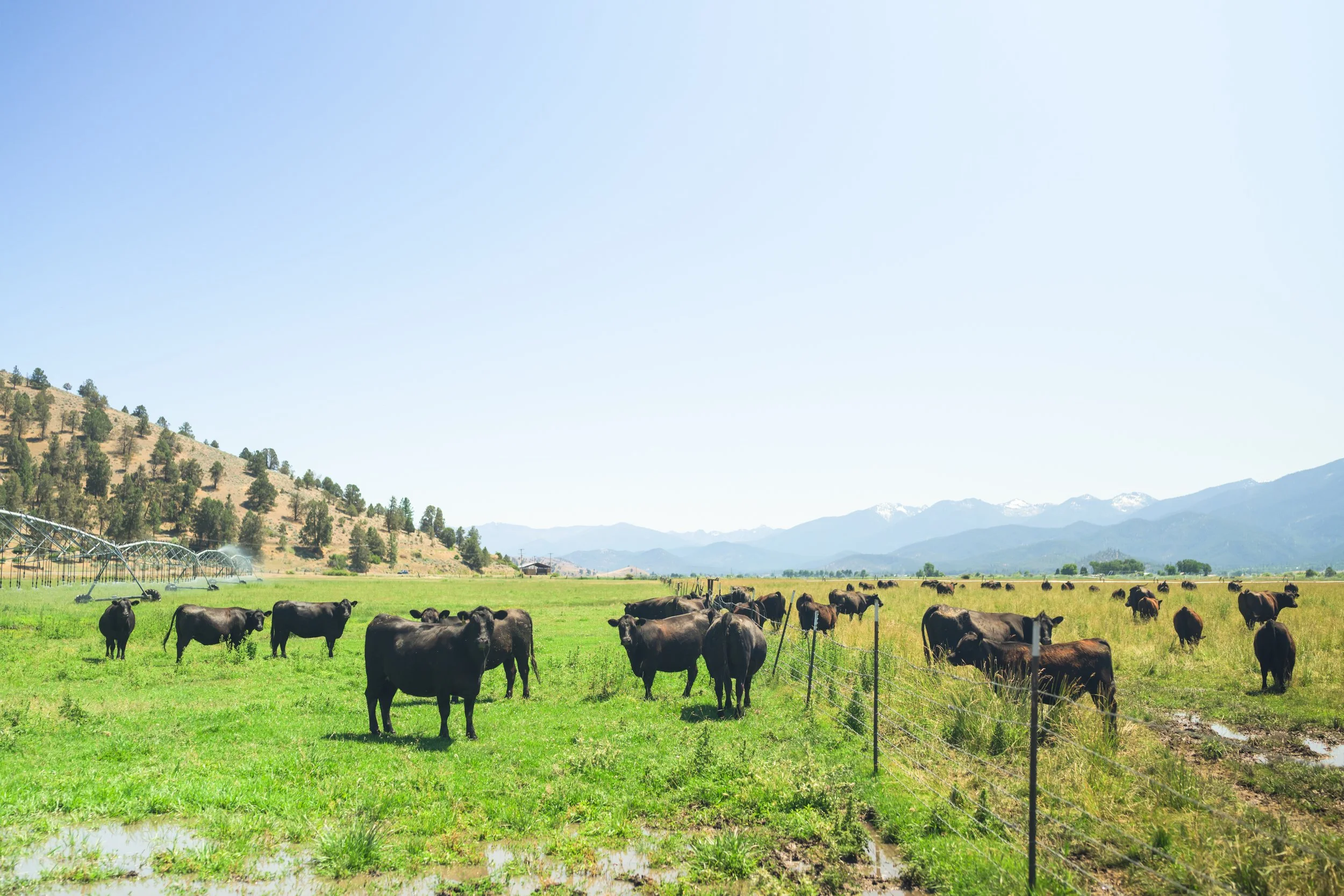 Why Beef Prices Are Rising 