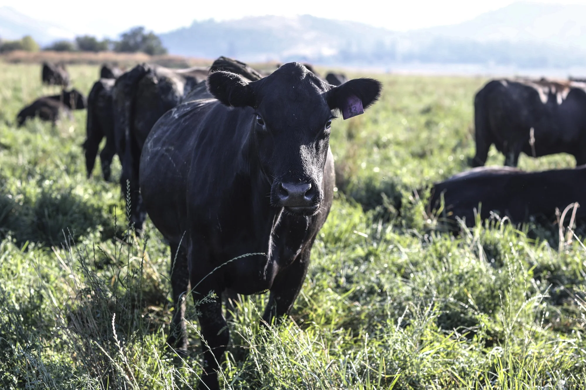 five marys cattle on grass