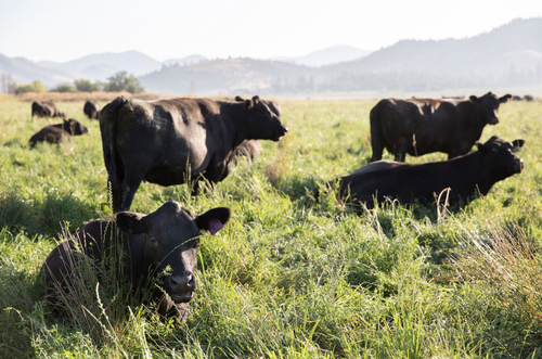 Our Ranch — FIVE MARYS RANCH