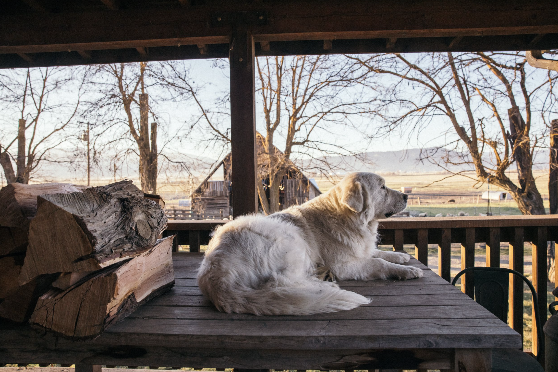Five Marys Ranch dogs.png